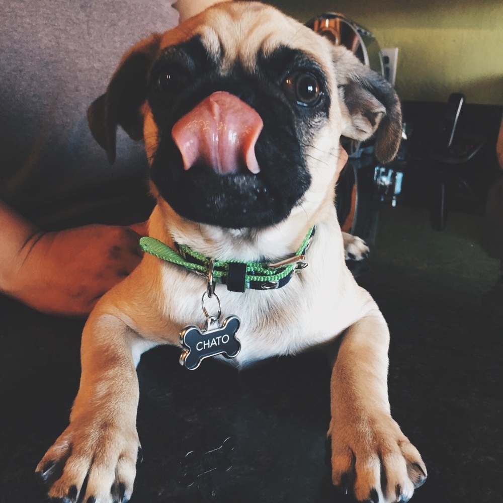 Meet your Posher, Diana